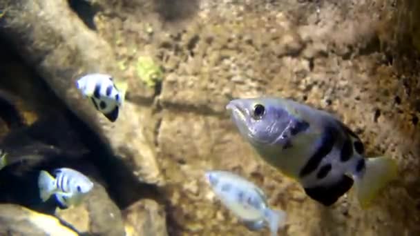 Kungsfiskar Akvarium Många Bandade Bågfiskar Simmar Vatten Spindelfisk — Stockvideo
