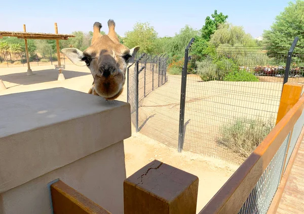 Beau portrait de girafe, gros plan de la tête de girafe dans le zoo. Girafe regarde droit devant la caméra. Animaux drôles visage — Photo