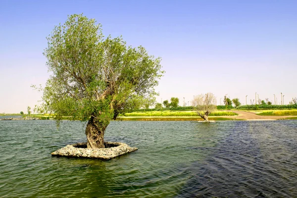 Lago Artificial Medio Del Desierto Emiratos Árabes Unidos Hermosa Vista — Foto de Stock