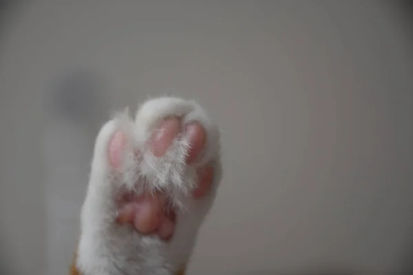 Κίτρινη Γάτα Ροζ Πόδι — Φωτογραφία Αρχείου