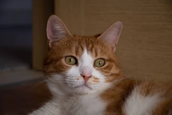 Sevimli Sarı Kedi Pembe Burunlu Kedi — Stok fotoğraf