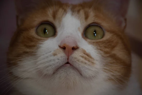 Söt Gul Katt Rosa Nosed Katt — Stockfoto