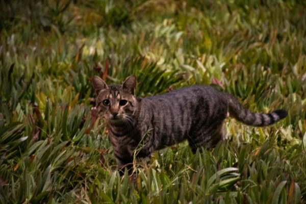 Straßenkatzen Nachtpark — Stockfoto