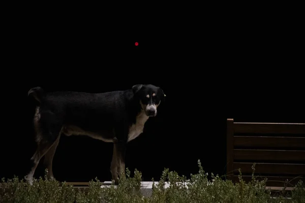 black dog in the dark