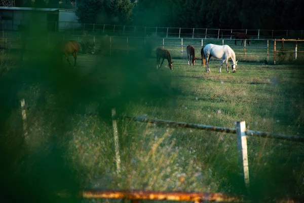 Caballos Granja Entre Los Verdes —  Fotos de Stock