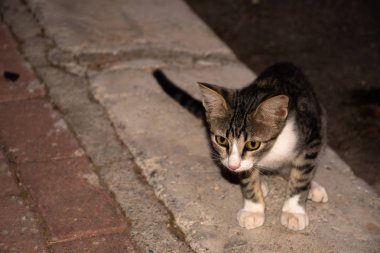 kedi gece sokakta oynuyor