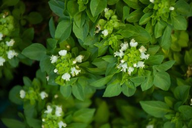 bitkilerin gökyüzü ile uyumu