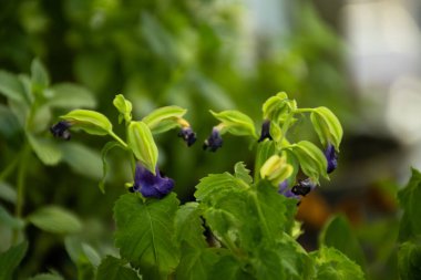 bitkilerin gökyüzü ile uyumu