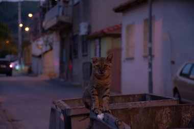 çöp üzerinde üzgün kedi