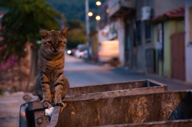 çöp üzerinde üzgün kedi