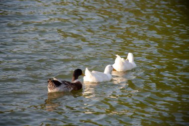 Ördekler gölette yüzüyor.