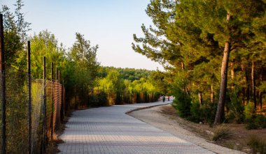 ağaçların arasında taş, yürüyüş yolu