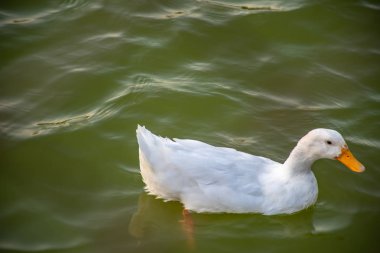gölette yüzen ördek, beyaz ve siyah ördek, 
