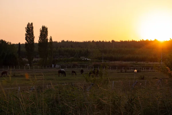 Bauernpferde Unter Den Grünen — Stockfoto