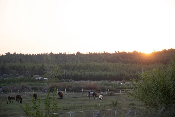 Caballos Granja Entre Los Verdes —  Fotos de Stock