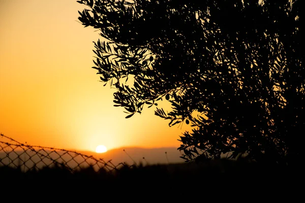 Silhouette Des Baumes Bei Sonnenuntergang — Stockfoto
