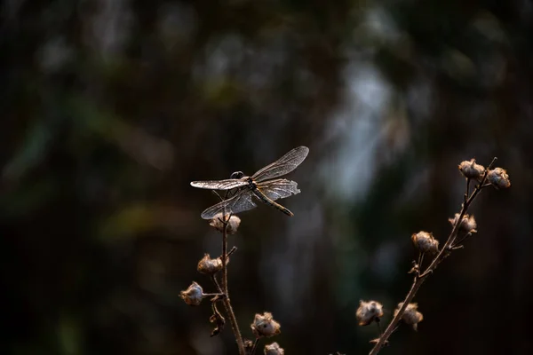 Eine Libelle Auf Der Pflanze — Stockfoto