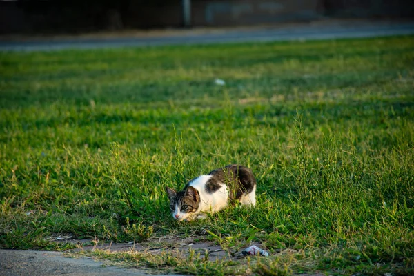 Giocare Parco Gatto Randagio Sull Erba — Foto Stock