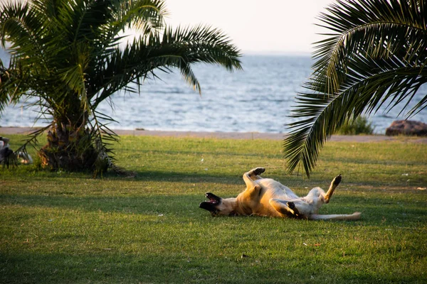 Собака Парку Видом Море — стокове фото