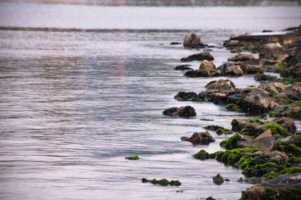 Deniz Yosunlu Taş — Stok fotoğraf