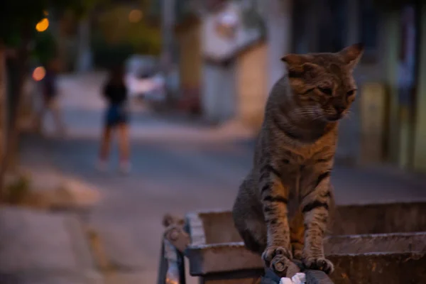 Sad Cat Trash — Stock Photo, Image