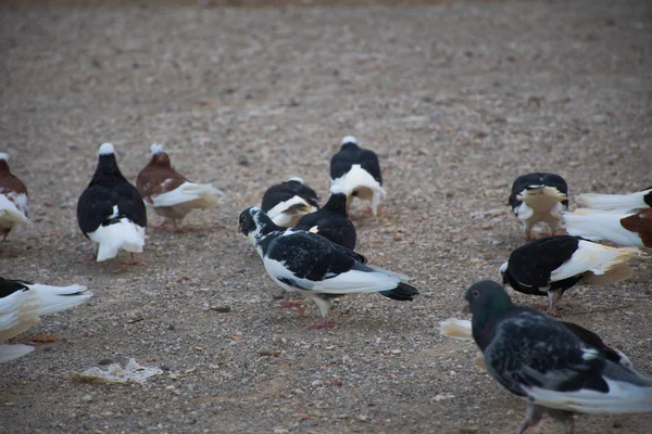 Yerde yiyecek arayan bir grup güvercin