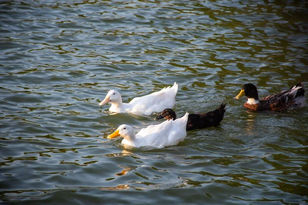 Patos Flutuando Lagoa — Fotografia de Stock