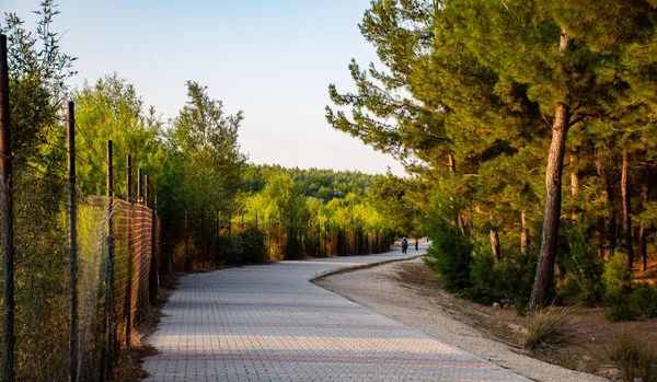 ağaçların arasında taş, yürüyüş yolu