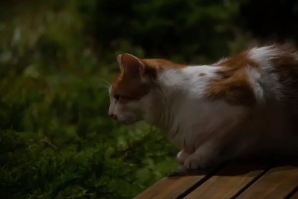 Chats Rue Dans Parc Nuit — Photo