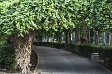 Parkway. Yürüyüş yolu. Yeşil yapraklar. Koşu yolu. ağaç dalları