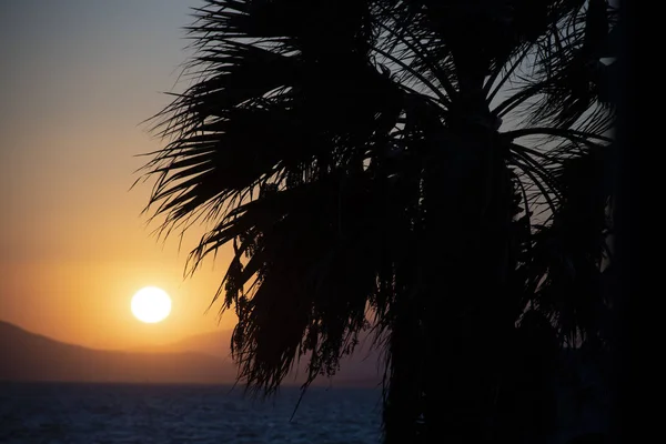 Silhuett Palm Solnedgången Det Blå Havet Blått Luft — Stockfoto