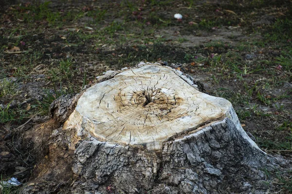 Cut tree stump. tree veins. The lone log. Writing area