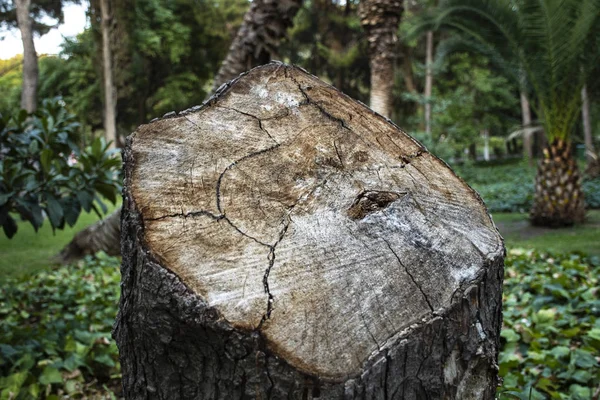 Cut Tree Stump Tree Veins Lone Log Writing Area — Stock Photo, Image