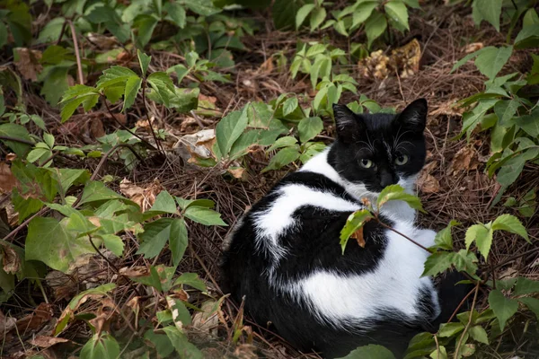 Cat Sitting Branches Empty Writing Space Cat White Black — Stock Photo, Image