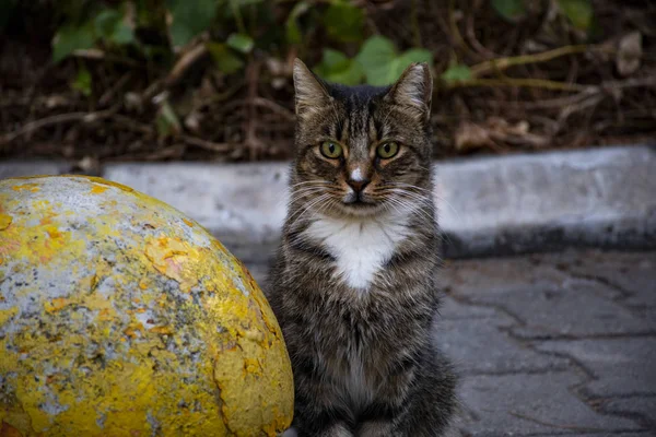 Tabby Katze Zwischen Den Bäumen Park Katze Mit Weißer Nase — Stockfoto