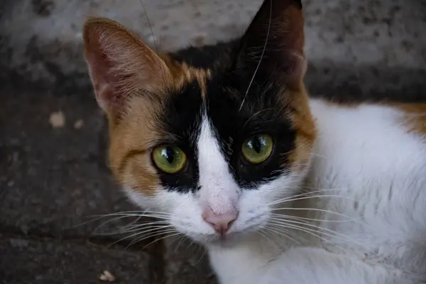 Verängstigte Katze Zwischen Den Bäumen Katze Mit Rosa Nase — Stockfoto