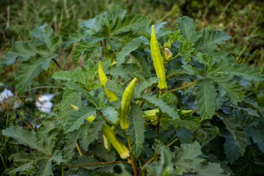 ağaç dalı üzerinde olgun yeşil bamya
