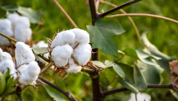 Cotton Plant Ready to Harvest