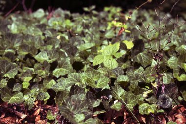 iklim Selakaralı bir ışıkta sarmaşık
