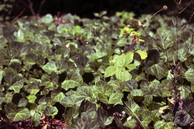 iklim Selakaralı bir ışıkta sarmaşık