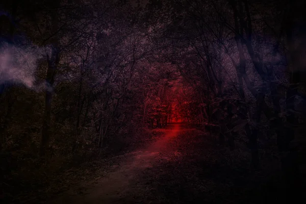 Страшные лесные деревья в тумане темные и светлые пейзажи, концепция ч Стоковое Фото
