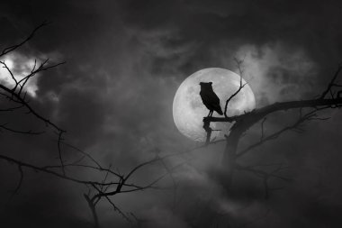 Ağaç dalları tünemiş baykuş siluetkorkunç arka plan bir