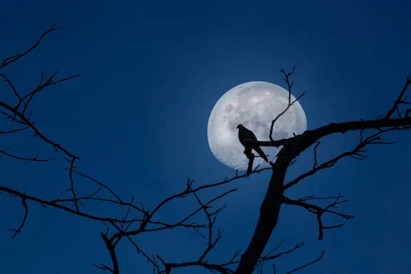 Silhueta de pássaro empoleirado em galhos de árvore e lua no crepúsculo — Fotografia de Stock