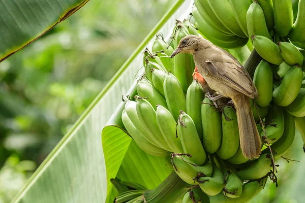 Seri kulaklı Bülbül (Pycnonotus blanfordi) yumurtadan çıkmış yavru bir ile