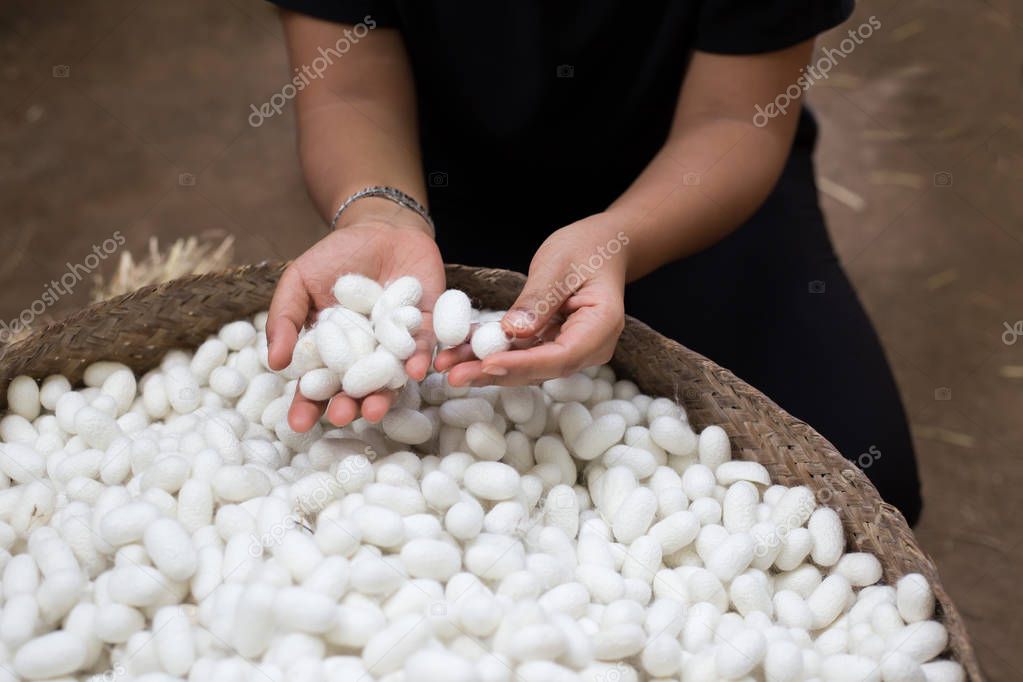 woman hand holding white silk cocoon