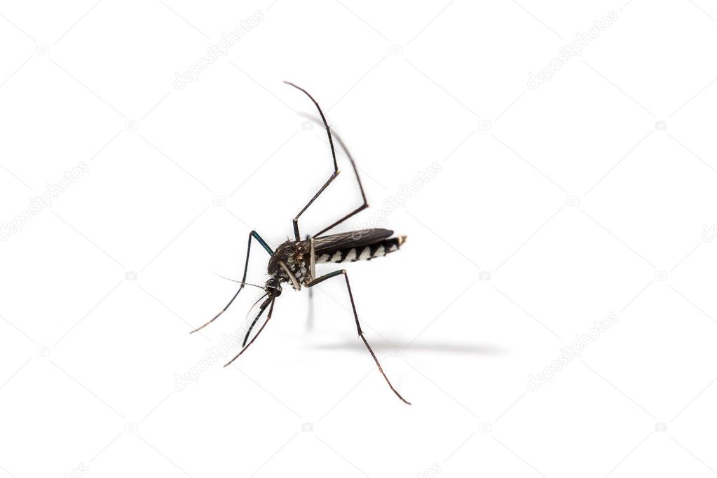 close-up of mosquito isolated on white background