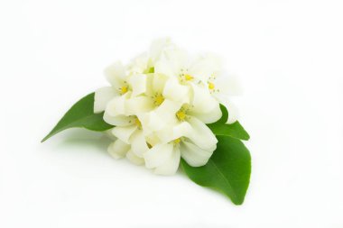 Beyaz çiçek, beyaz arkaplanda Turuncu Jessamine, kopyalama alanı mevcut