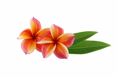 Frangipani çiçeği beyaza izole edilmiş.