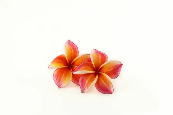 Flor frangipani aislada en blanco — Foto de Stock