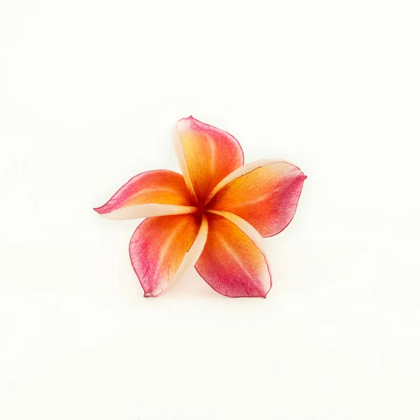 Flor frangipani aislada en blanco — Foto de Stock